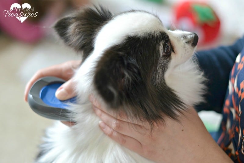 pets and flea treatments