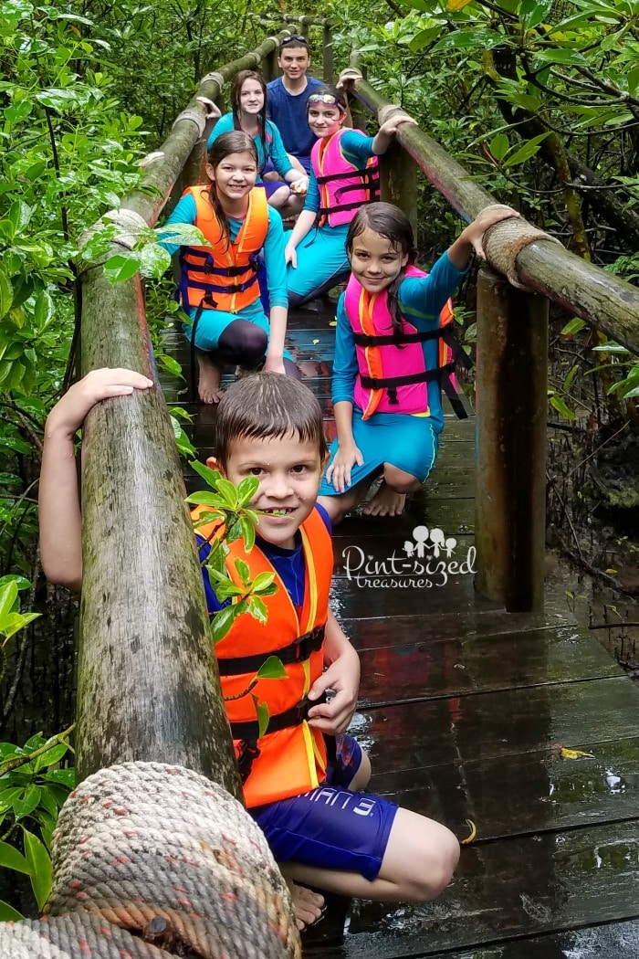 mangrove forest in cambodia