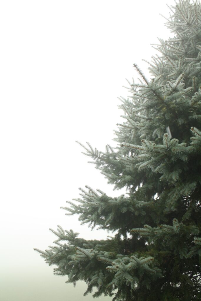 Christmas tree farm