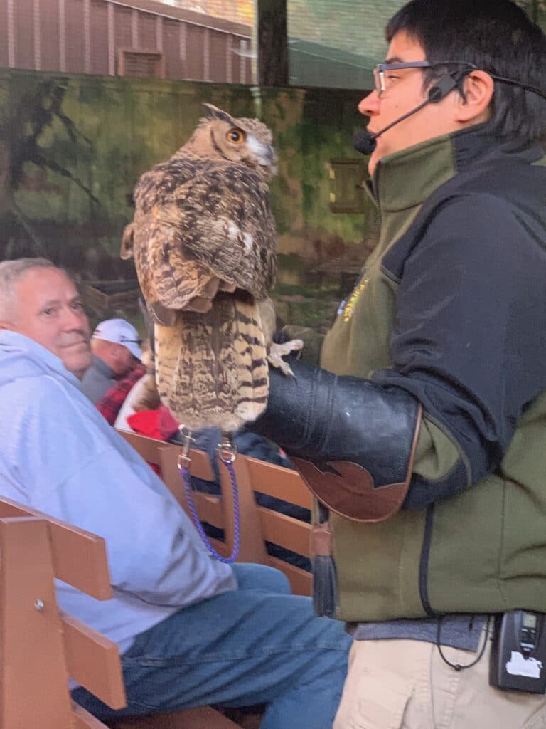 wings of prey show at Dollywood theme park