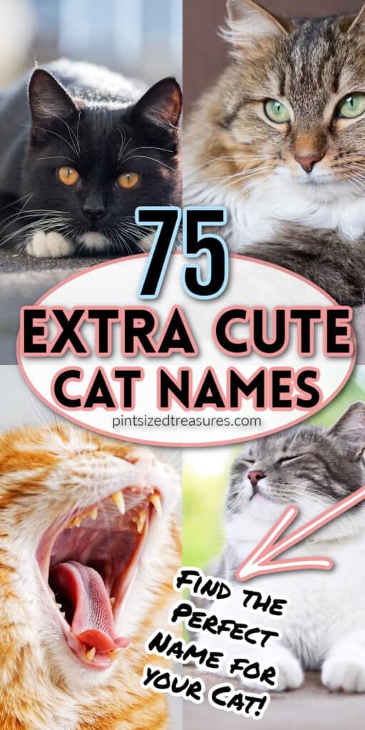 cat names