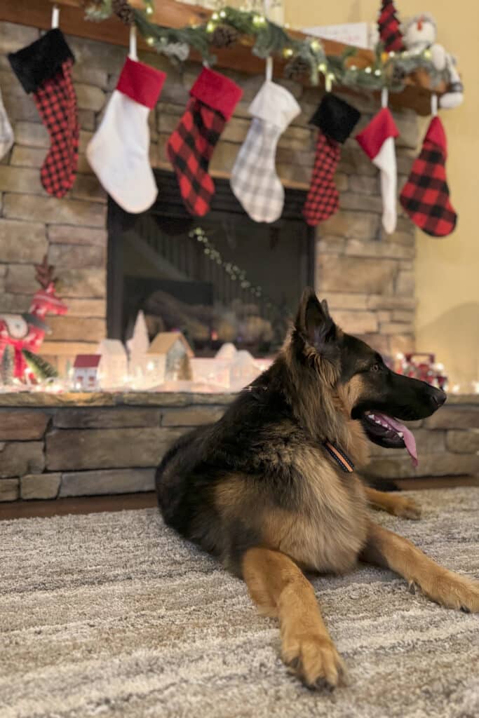 dog during the holidays